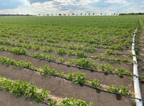 Regenerative Agriculture
