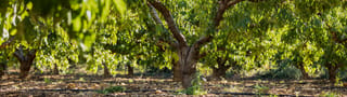 Orchards