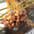 Date palms