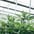 Medical cannabis