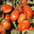 Tomatoes Processing