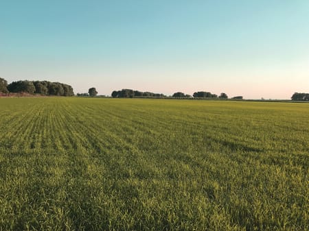 Irigarea prin picurare - Schimbarea modului în care orezul este cultivat durabil în Turcia