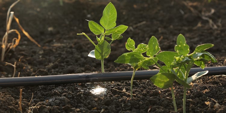 Sustainable agriculture