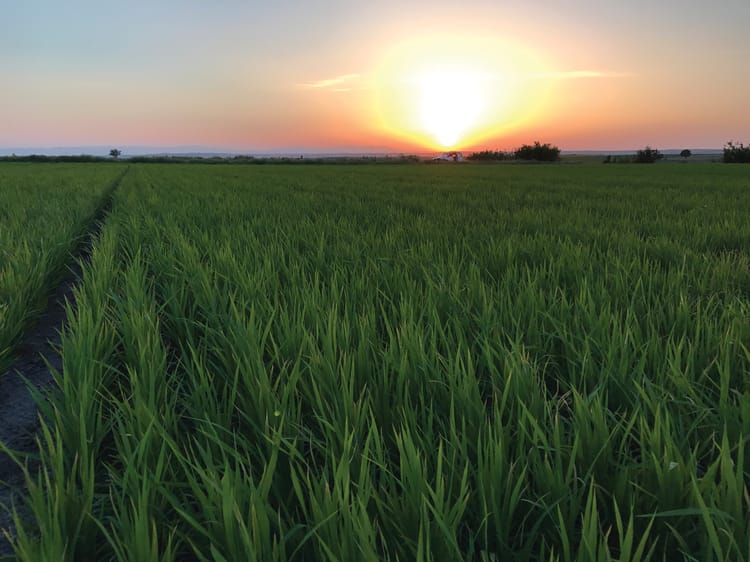 Rice field in Turkey- Streamline Plus 02