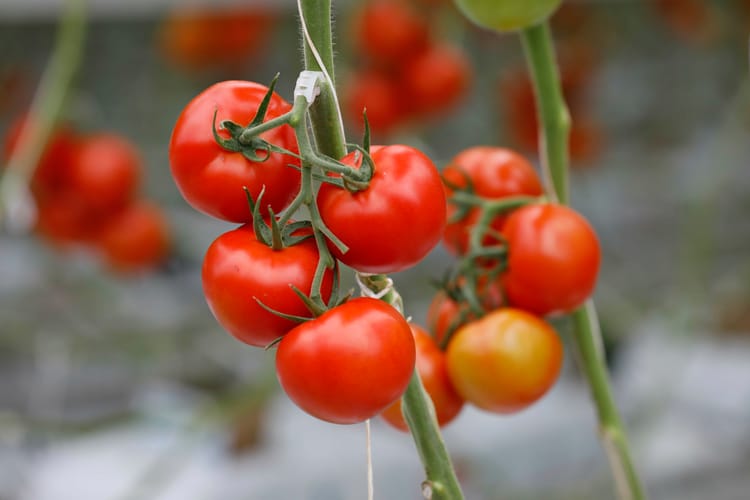 Croatia Agrokor, tomato greenhouse, stills footage 123