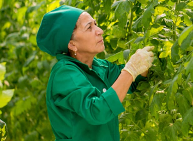 AZERBAIJAN: TOMATE