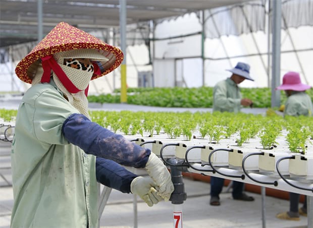 VIETNAM: PEPENI, SALATĂ VERDE ȘI LEGUME CULTIVATE CU SUCCES