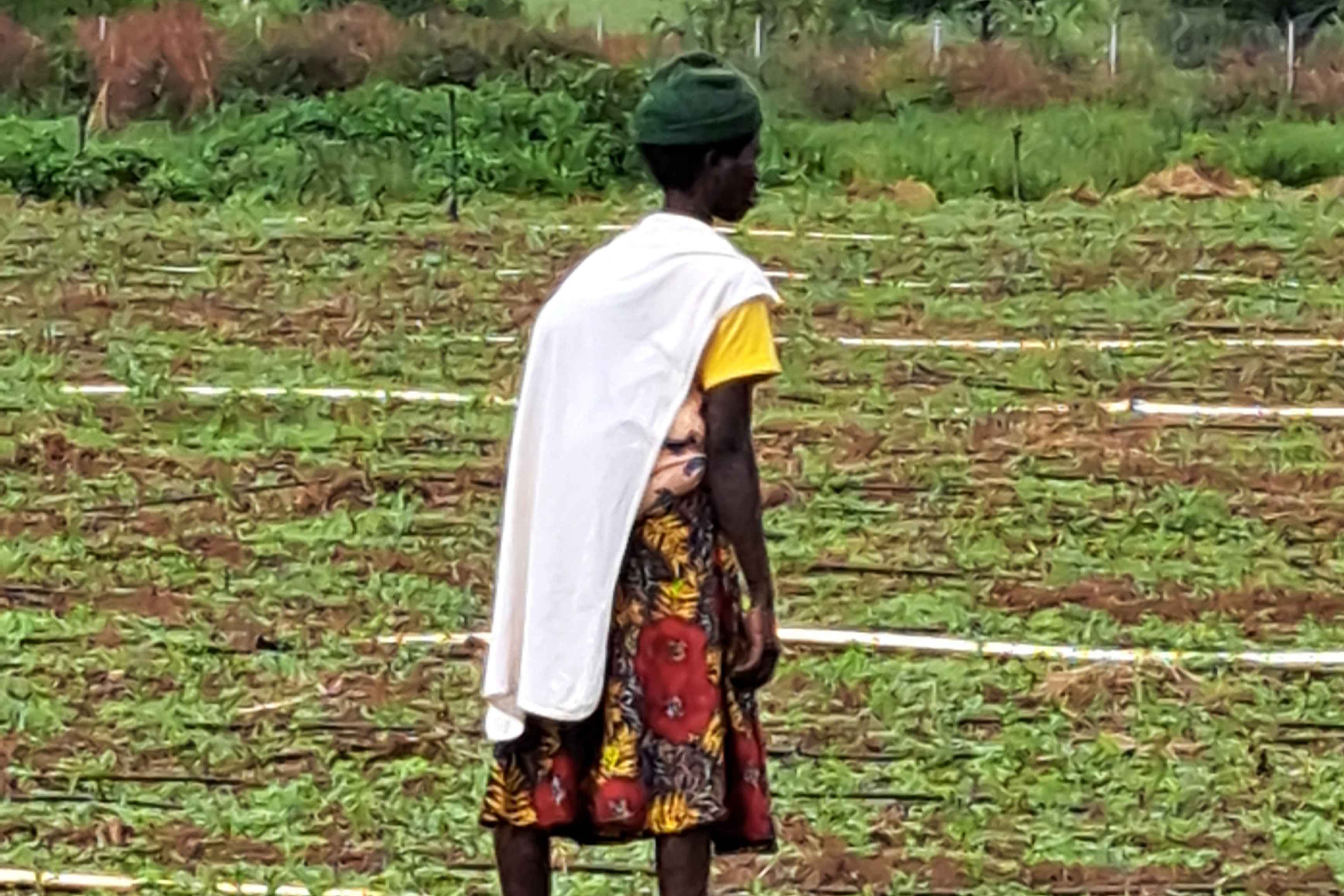 RWANDA: INSTALAȚIE AGRICOLĂ MODULARĂ CU IRIGARE DE PRECIZIE