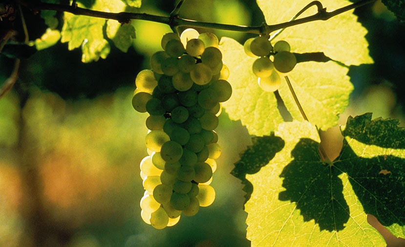 viticultura-img-1-netafim