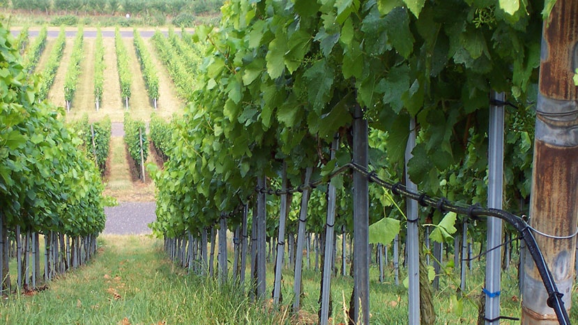 viticultura-img-10-netafim