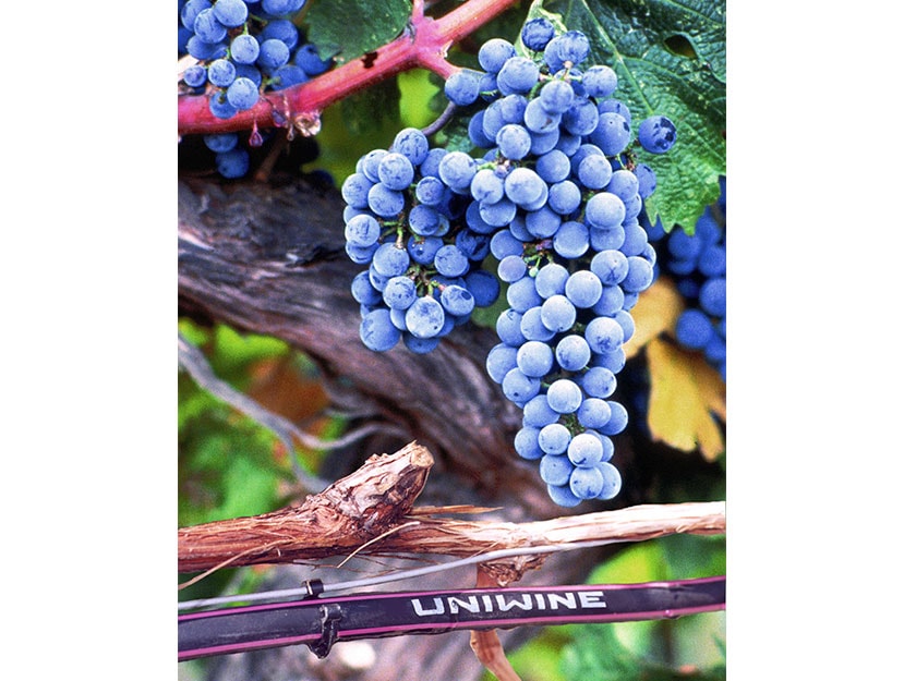 viticultura-img-2-netafim