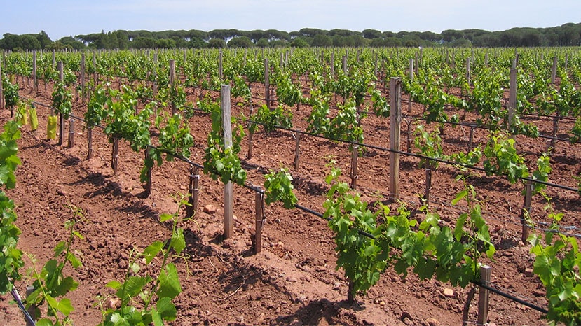 viticultura-img-5-netafim