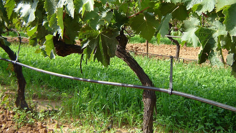 viticultura-img-6-netafim