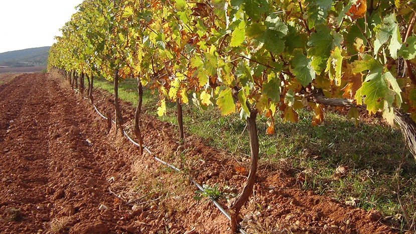 viticultura-img-7-netafim
